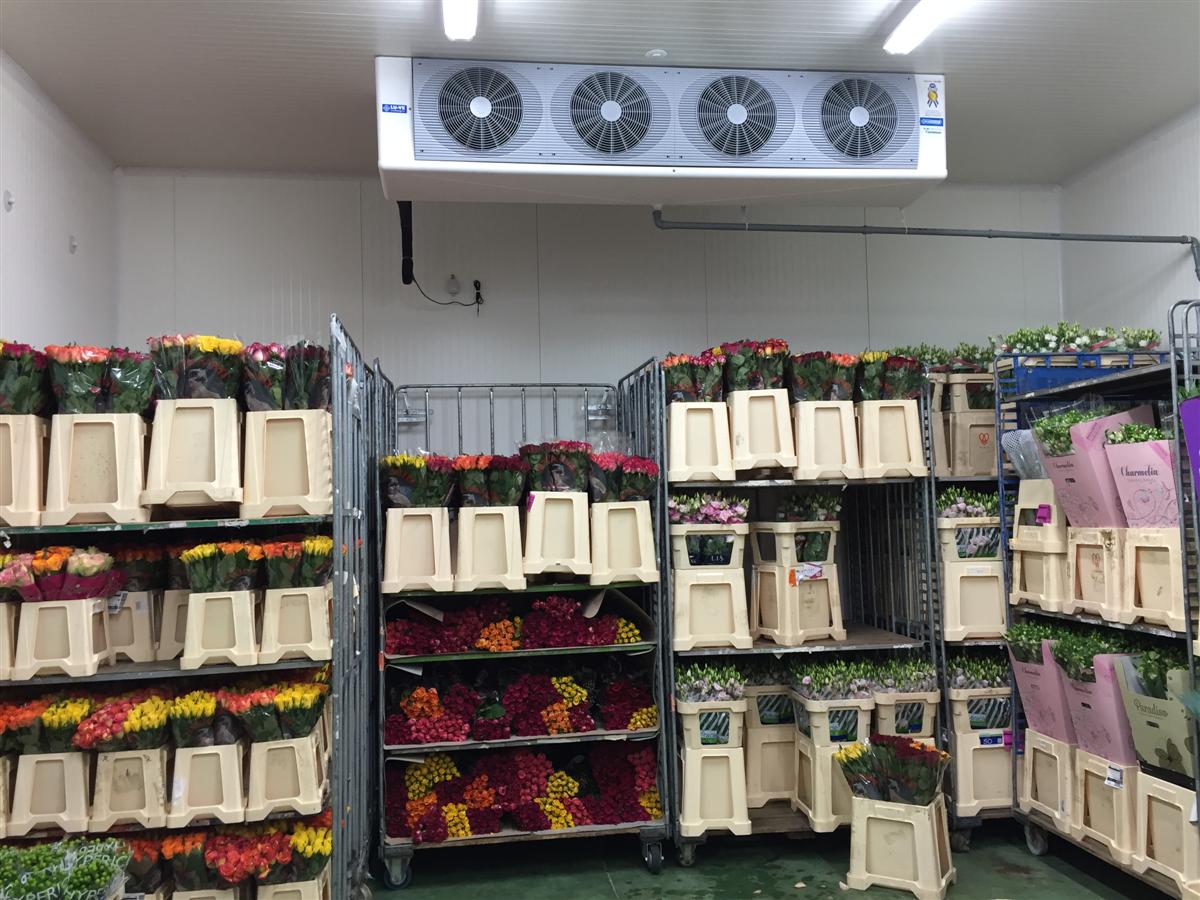 Cella di conservazione 05